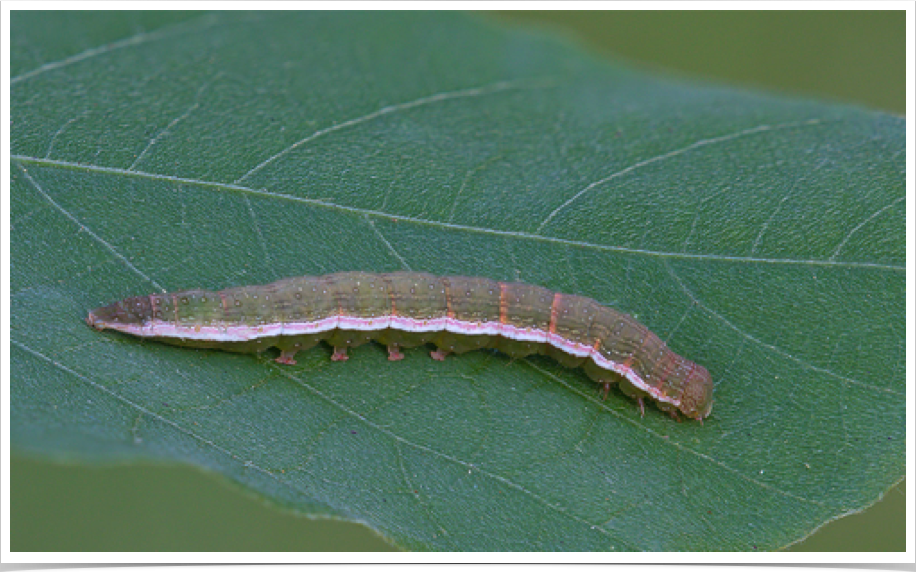 Anticarsia gemmatalis
Velvetbean Caterpillar
Pickens County, Alabama